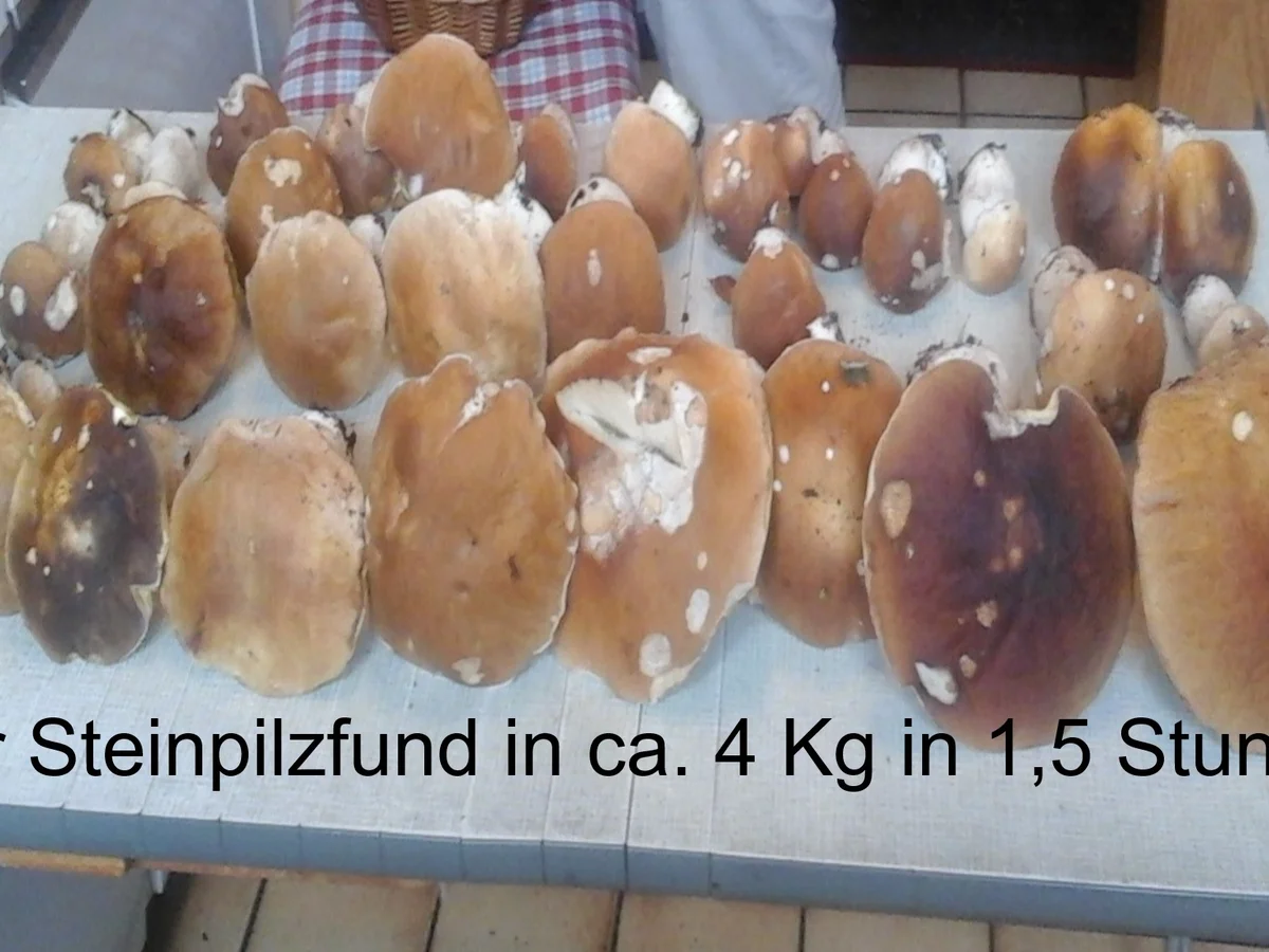 Pasta mit Steinpilzen - Rezept - Bild Nr. 3