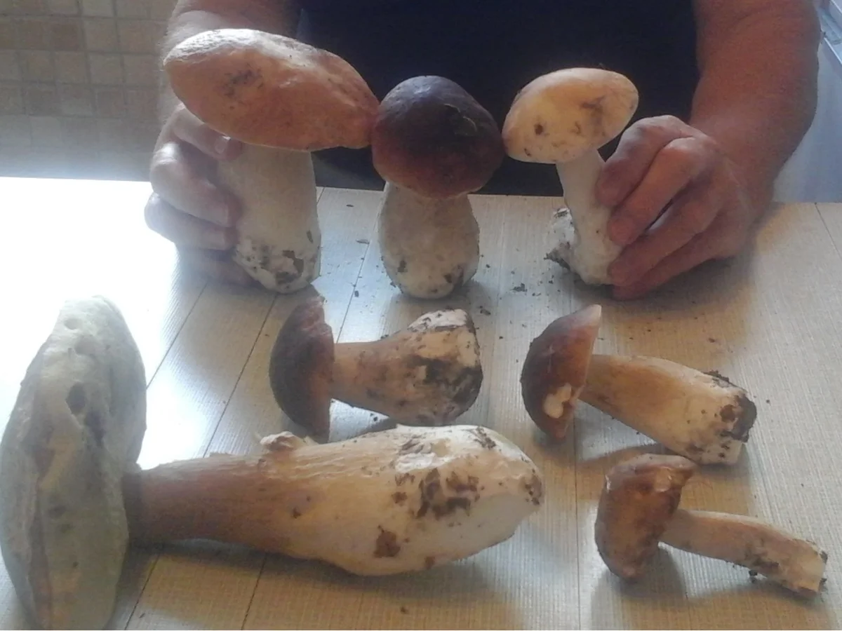 Paniertes Kotelett mit gebratenen Steinpilzen und Drillingen - Rezept - Bild Nr. 3