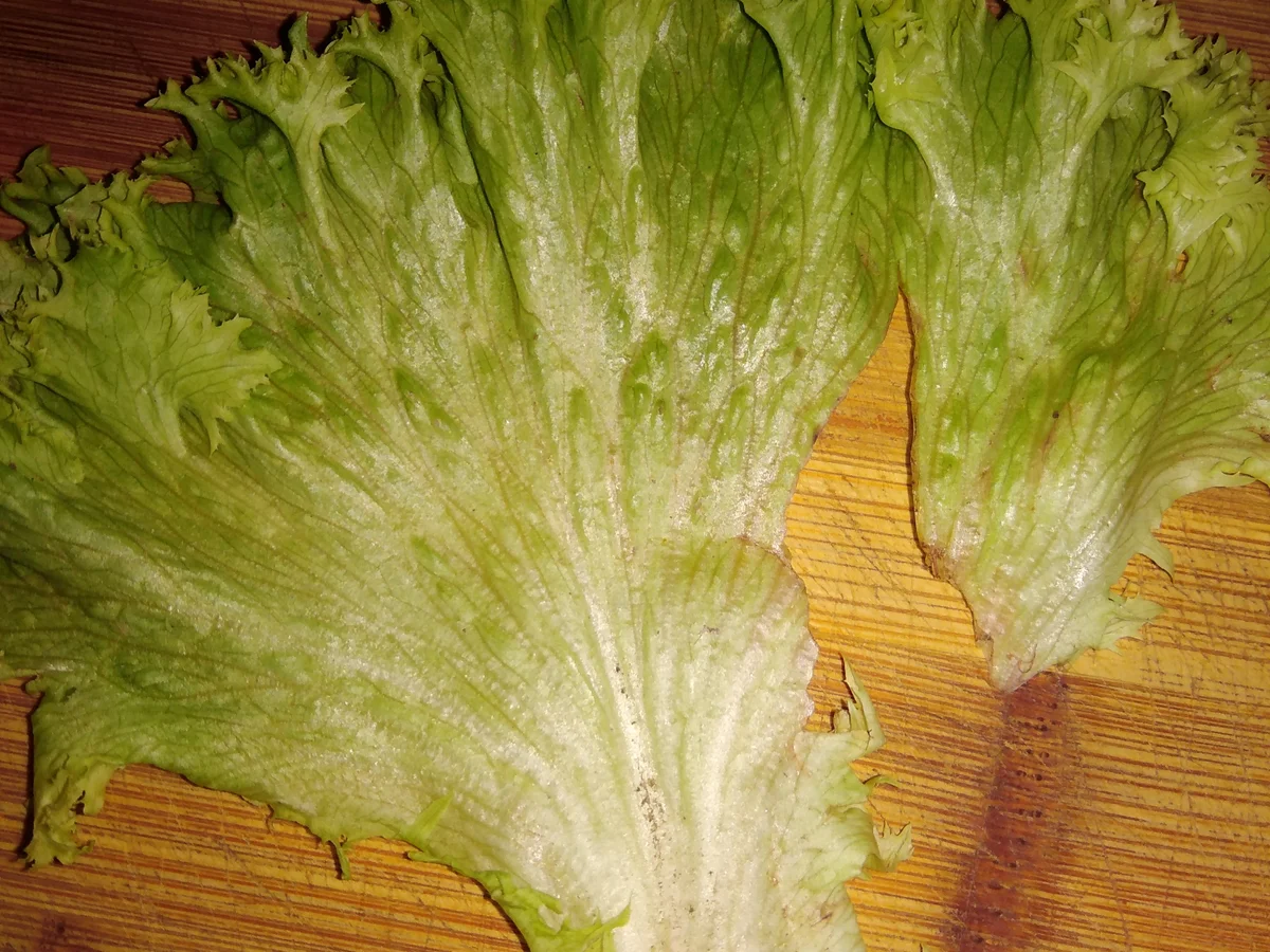 Rezept: Eingepacktes Ei Bild Nr. 9808 Eingepacktes Ei - Rezept - Bild Nr. 9808