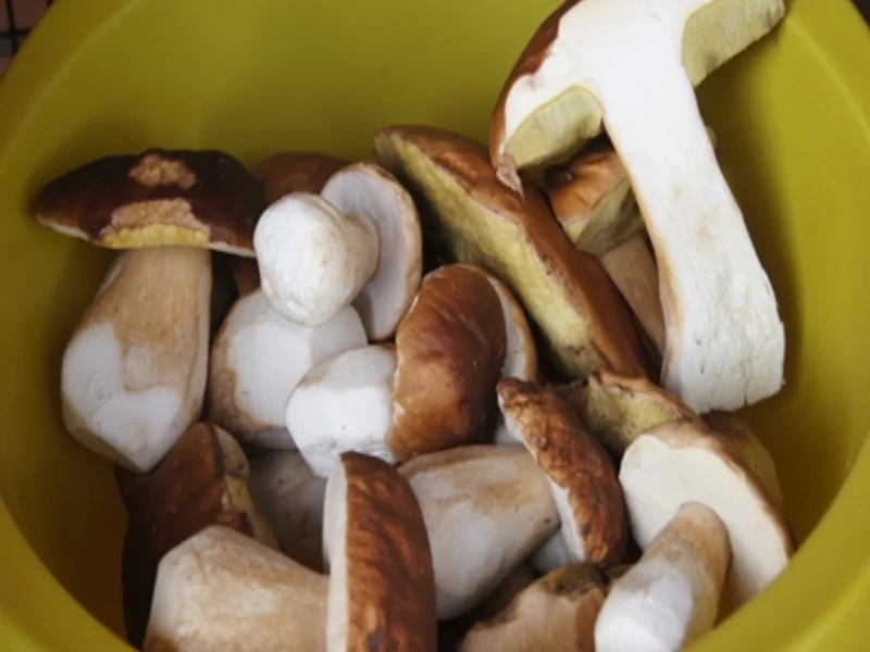 Topinky mit Steinpilzen - Rezept - Bild Nr. 3