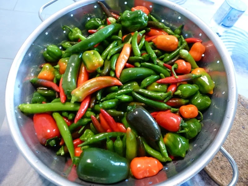 Vielzweck-Chiliöl - Rezept - Bild Nr. 3