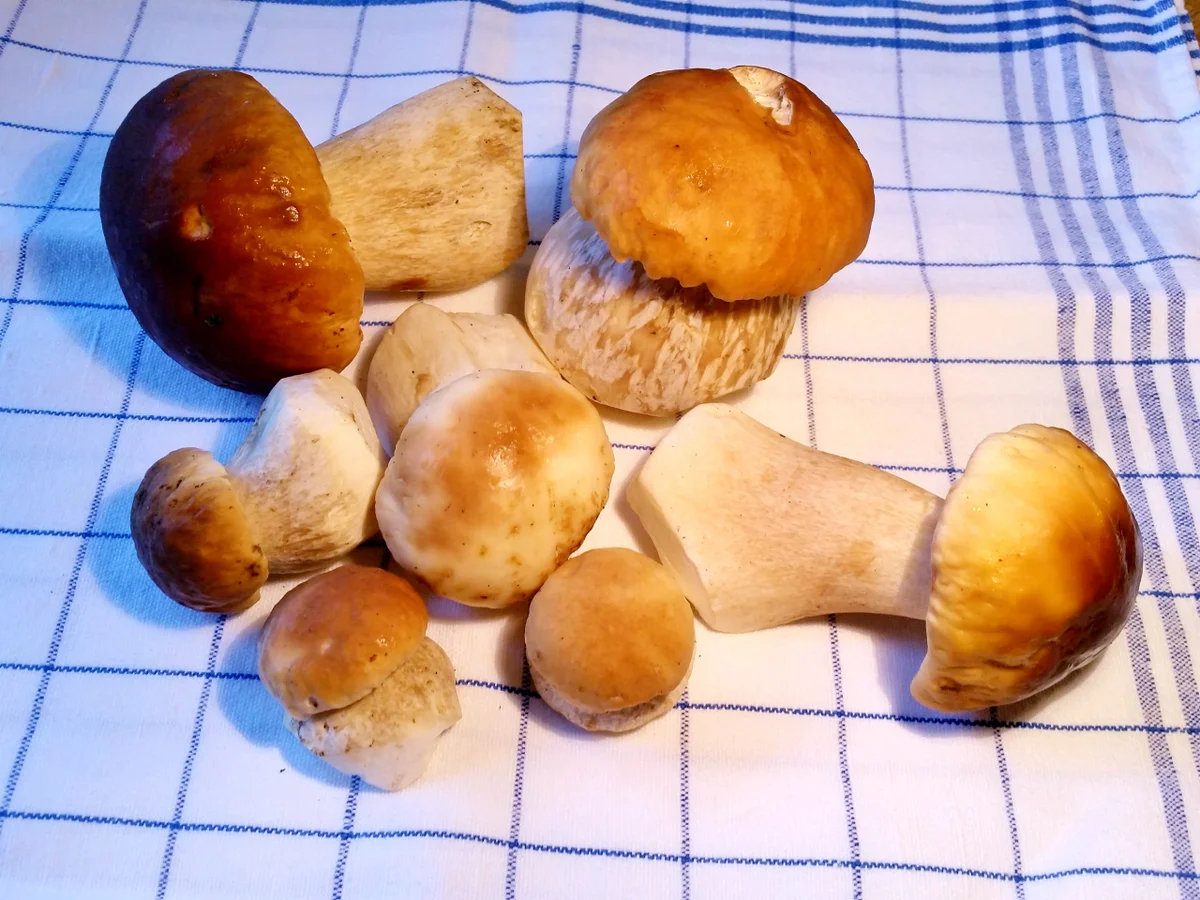 Steinpilze und Spätzle - Rezept - Bild Nr. 9497