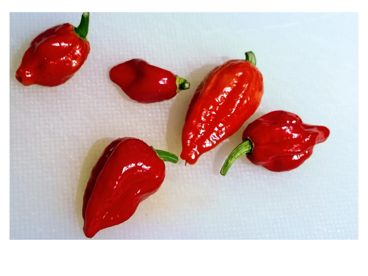 Rezept: BiNe` S CHILIPASTE Bild Nr. 2 BiNe` S CHILIPASTE - Rezept - Bild Nr. 2