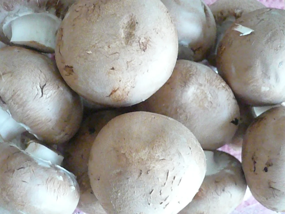 Rezept: Lachs in Lauch - Rahmsoße Bild Nr. 5 Lachs in Lauch - Rahmsoße - Rezept - Bild Nr. 5