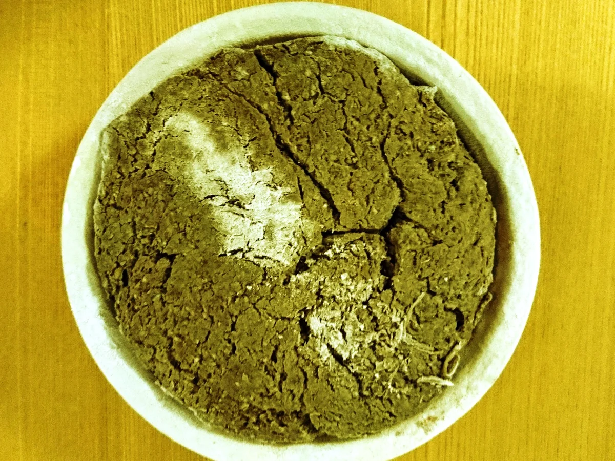 Rezept: Walliser Roggenbrot mit Nüssen Bild Nr. 3 Walliser Roggenbrot mit Nüssen - Rezept - Bild Nr. 3