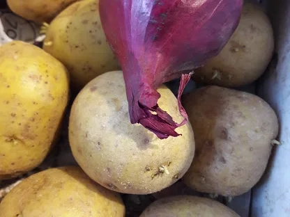 Rote Beete - Gemüsesüppchen - Rezept - Bild Nr. 9674