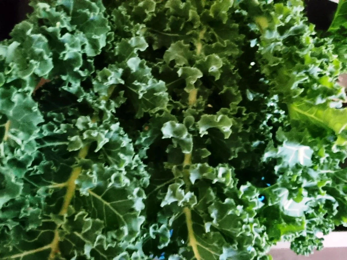 Rezept: Grünkohlrisotto Bild Nr. 3 Grünkohlrisotto - Rezept - Bild Nr. 3