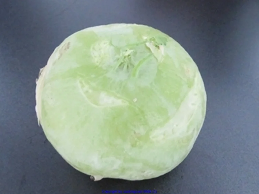 Rezept: Steckrübensuppe Bild Nr. 6 Steckrübensuppe - Rezept - Bild Nr. 6