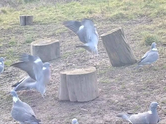 Taubenravioli - Rezept - Bild Nr. 9857