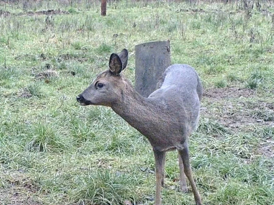 Kitzroulade mit Steinpilz-Pistazien Füllung auf Tagliatelle - Rezept - Bild Nr. 16