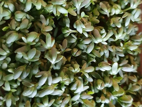 Oecher  Wrap`s - Rezept - Bild Nr. 5