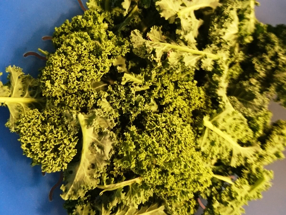 Pesto alla tedesco del nord (norddeutsche Art) - Rezept - Bild Nr. 3