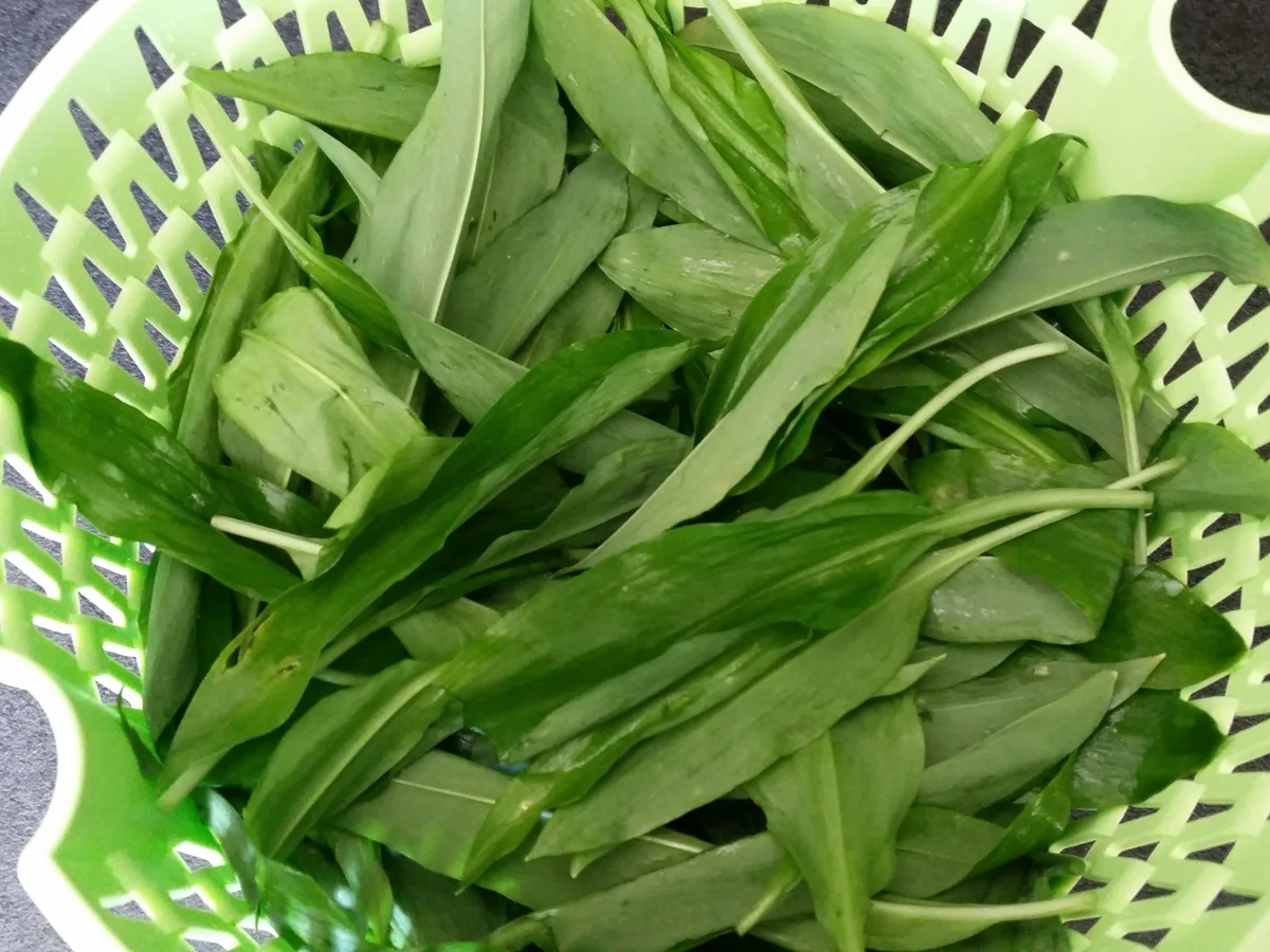 Bärlauch - Walnuss - Pesto - Rezept - Bild Nr. 10079