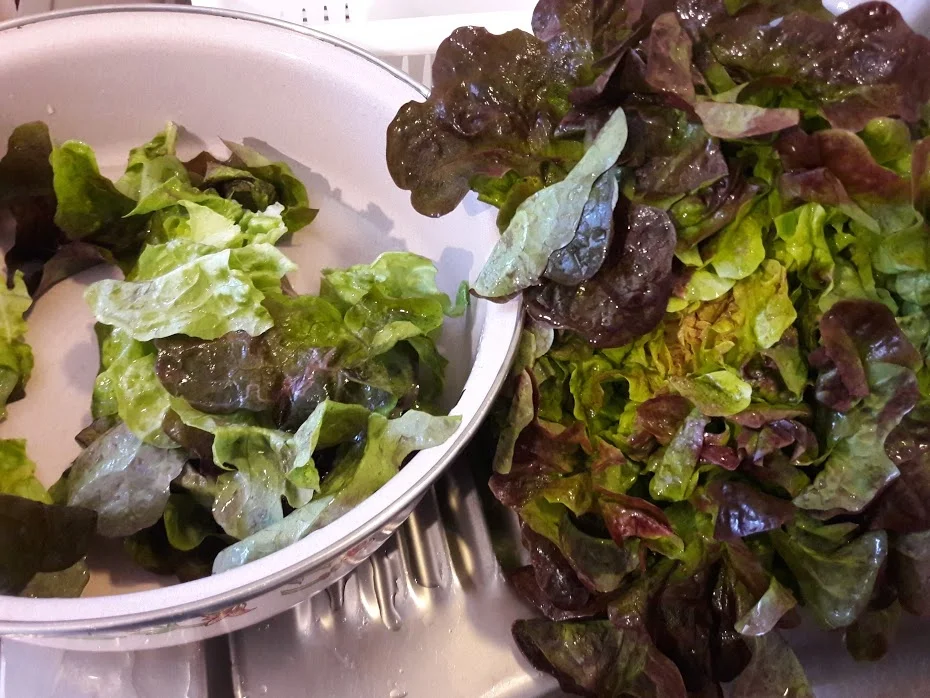 Salat - Rezept - Bild Nr. 3