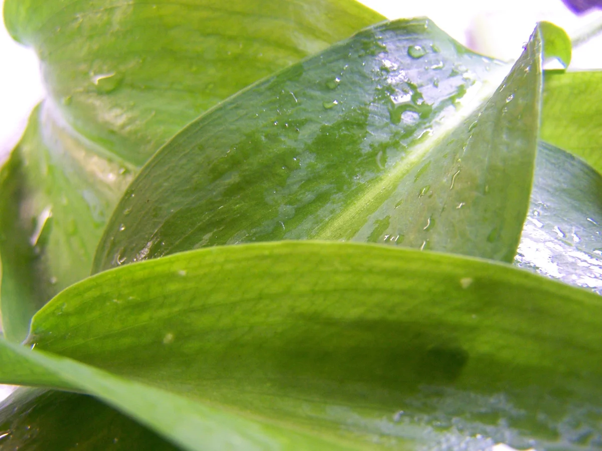 Rezept: Lente-Stamp Bild Nr. 2 Lente-Stamp - Rezept - Bild Nr. 2