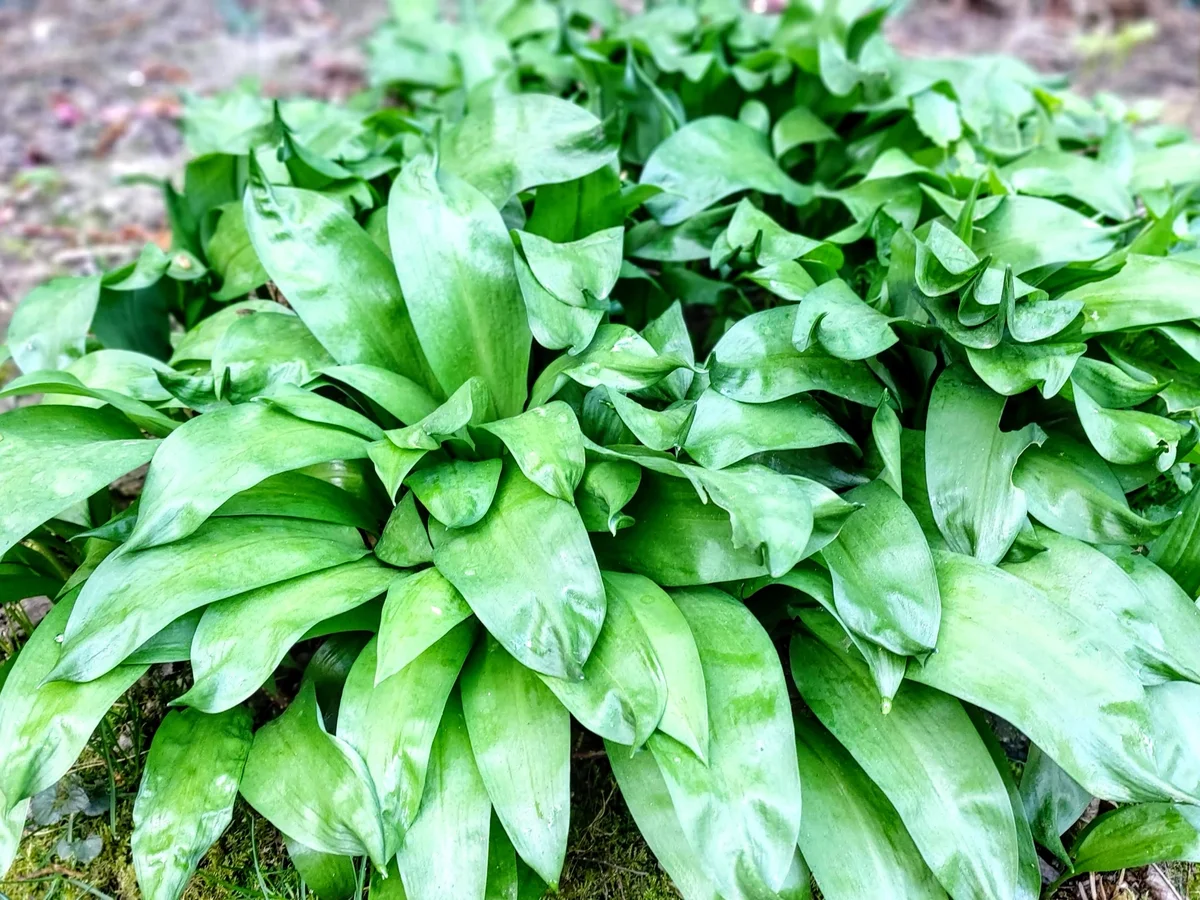 Bärlauch - Pesto - Rezept - Bild Nr. 3