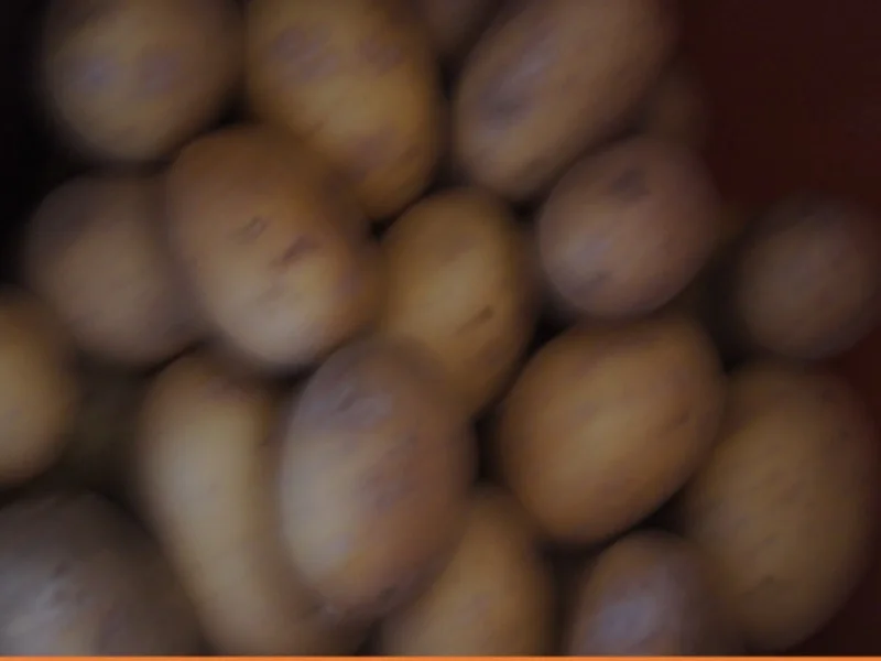 Rosmarin Drillinge - Rezept - Bild Nr. 3