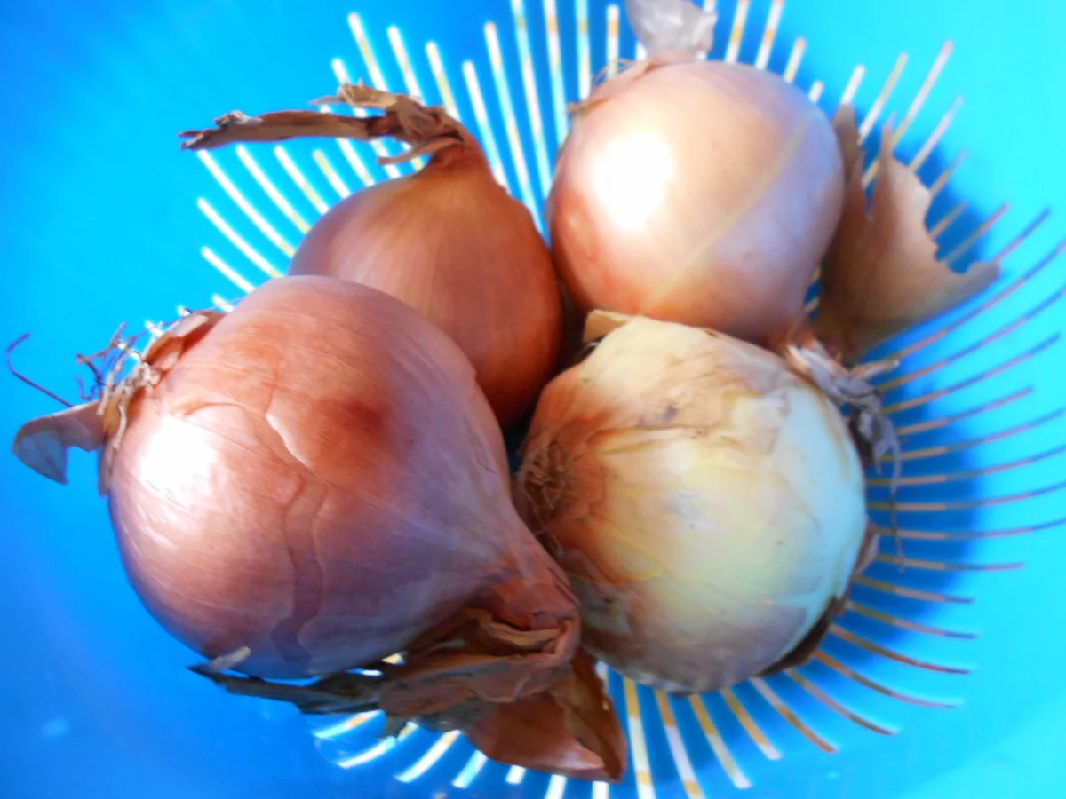 Rinder Gulasch (Summeten) vom Halsstück. - Rezept - Bild Nr. 12