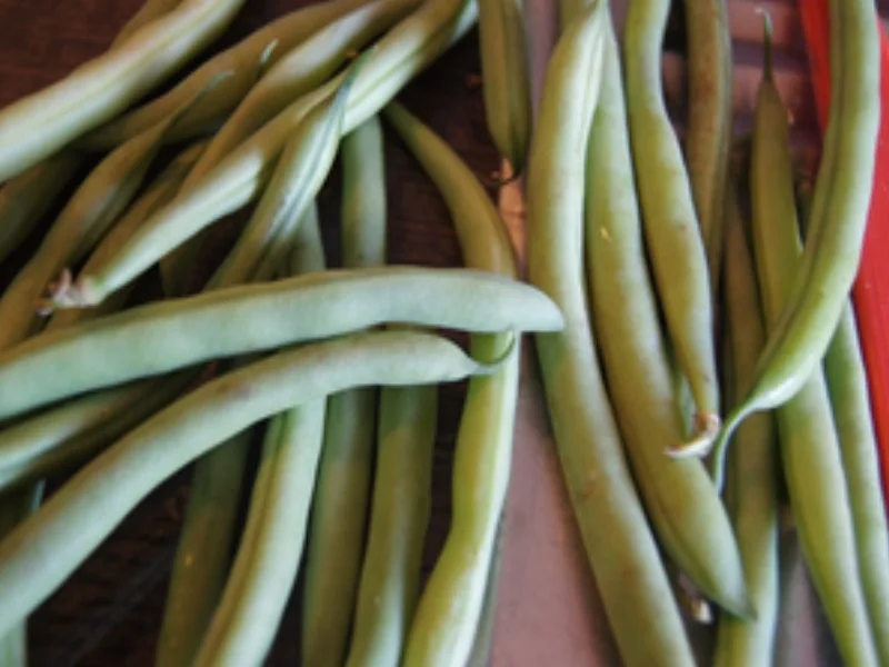Matjesfiletsalat nach Hausfrauen-Art mit grünen Bohnen und Pellkartoffeln - Rezept - Bild Nr. 4