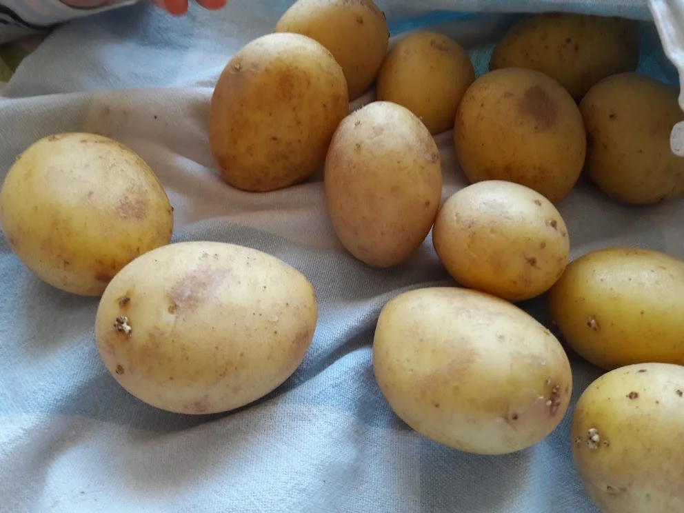 Rezept: Kochen mit der Enkeltochter Bild Nr. 3 Kochen mit der Enkeltochter - Rezept - Bild Nr. 3