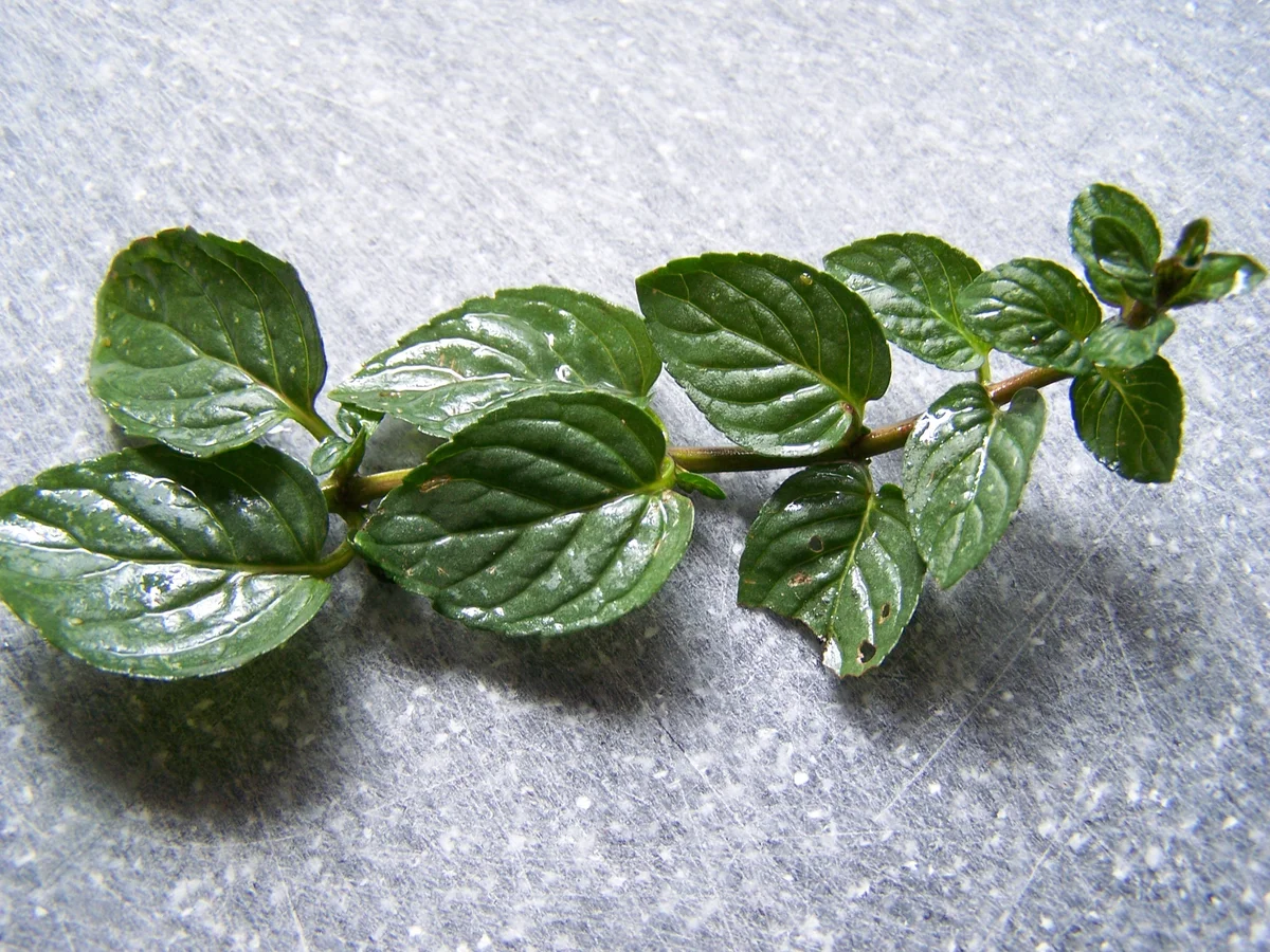 Rezept: MIJOMA - Sosse Bild Nr. 11 MIJOMA - Sosse - Rezept - Bild Nr. 11