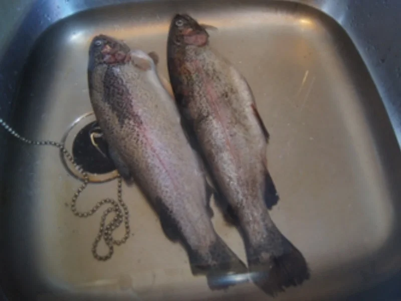 Rezept: Regenbogenforelle mit herzhaften Kartoffelstampf Bild Nr. 4 Regenbogenforelle mit herzhaften Kartoffelstampf - Rezept - Bild Nr. 4