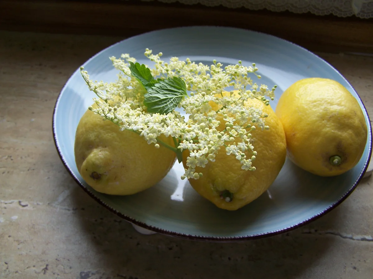 Holunderblüten Gelee mit Honig-Melone - Rezept - Bild Nr. 4