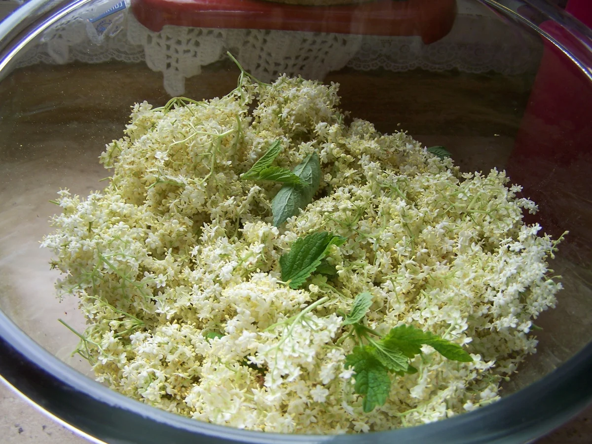 Holunderblüten Gelee mit Honig-Melone - Rezept - Bild Nr. 3