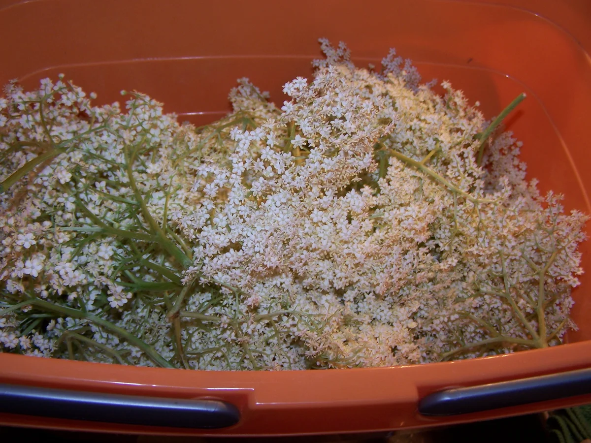 Rezept: Holunderblüten-Sirup Bild Nr. 3 Holunderblüten-Sirup - Rezept - Bild Nr. 3