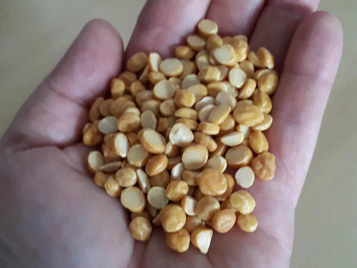 Rezept: indisch: Chana Dal Bild Nr. 4 indisch: Chana Dal - Rezept - Bild Nr. 4