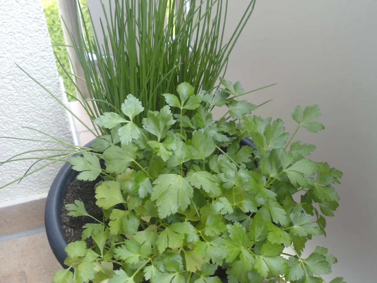 Rezept: Ofengemüse mit Lachs Bild Nr. 5 Ofengemüse mit Lachs - Rezept - Bild Nr. 5