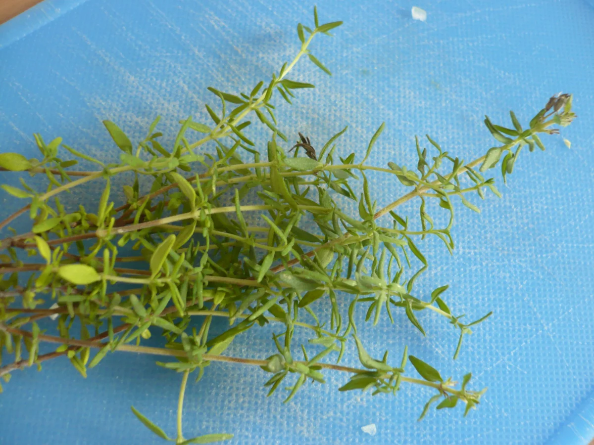 Chimichurri Sauce - Rezept - Bild Nr. 7