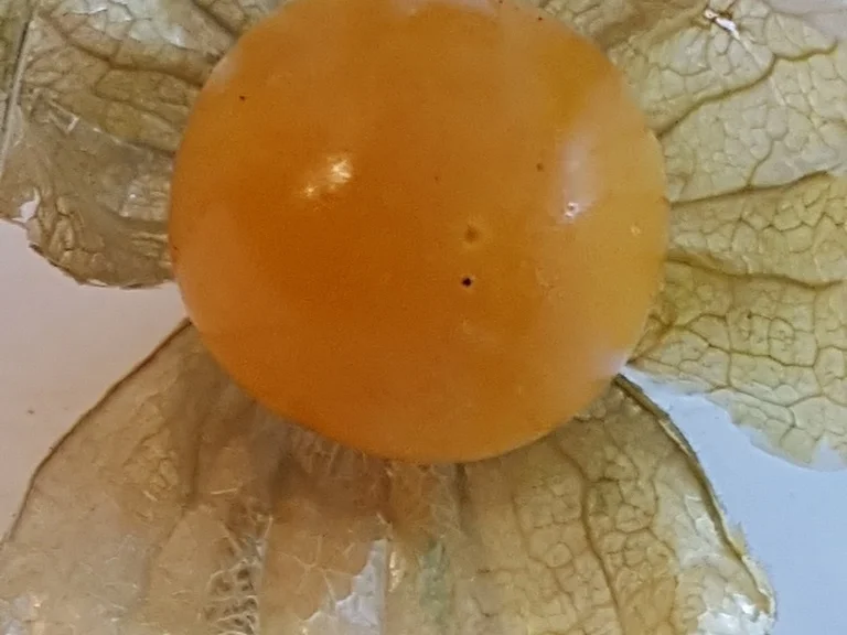 Kratz Eis  in EDEL als Obsttorte = kochbar Challenge 7.0 (Juli 2020) - Rezept - Bild Nr. 22