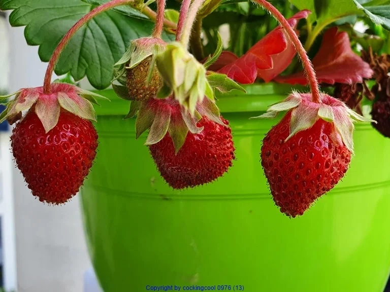 Kratz Eis  in EDEL als Obsttorte = kochbar Challenge 7.0 (Juli 2020) - Rezept - Bild Nr. 13