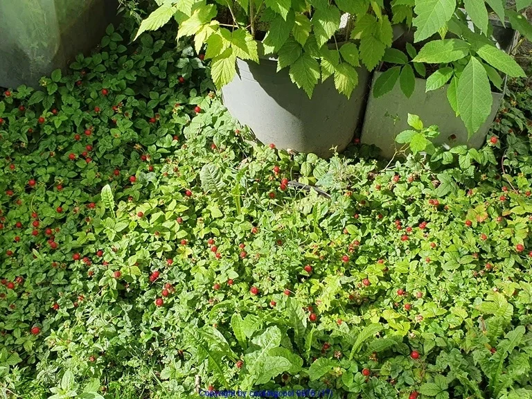 Kratz Eis  in EDEL als Obsttorte = kochbar Challenge 7.0 (Juli 2020) - Rezept - Bild Nr. 12