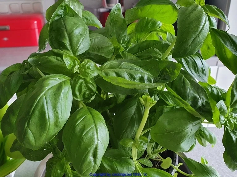 Pasta- Garnelen- Aioli-  à la Rabiata - Rezept - Bild Nr. 8