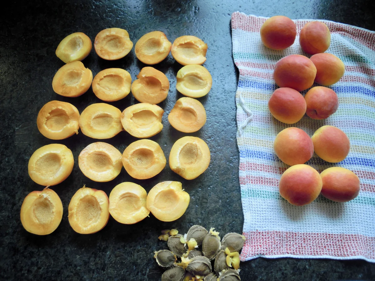 Wachauer Marillen Kuchen - Rezept - Bild Nr. 10872