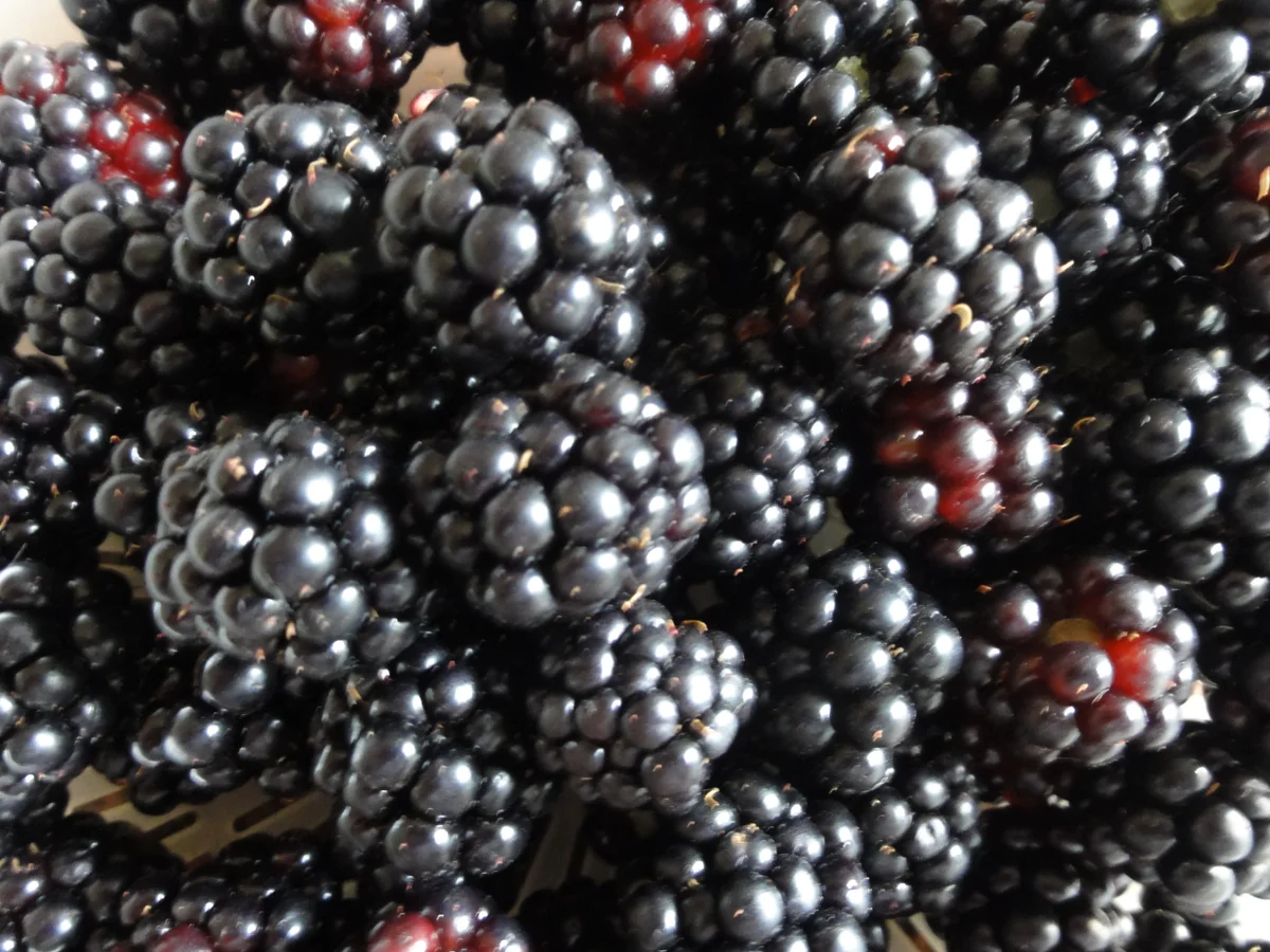 M&G:   BROMBEER KONFITÜRE - Rezept - Bild Nr. 4