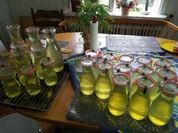 Colastrauch Sirup - Rezept - Bild Nr. 2