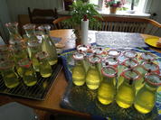 Rezept: Colastrauch Sirup Bild Nr. 2 Colastrauch Sirup - Rezept - Bild Nr. 2