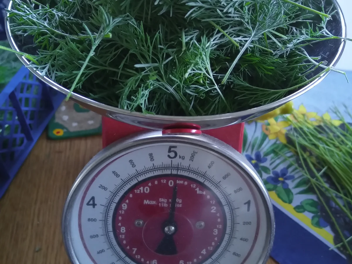 Colastrauch Sirup - Rezept - Bild Nr. 5