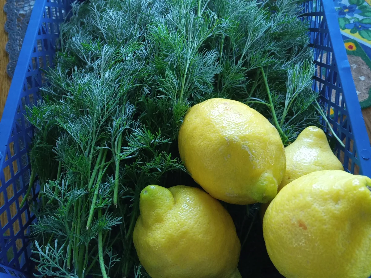 Colastrauch Sirup - Rezept - Bild Nr. 6