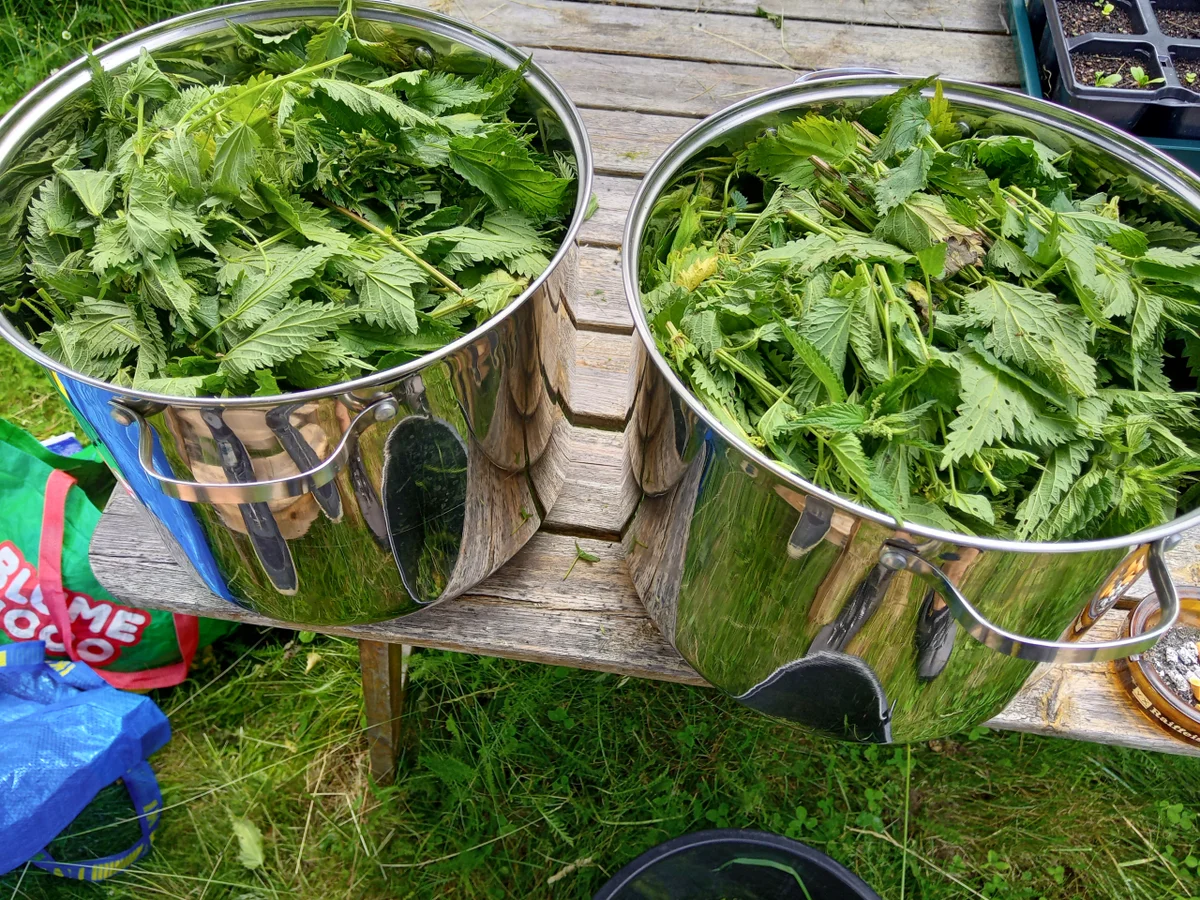 Brenneselbier - Rezept - Bild Nr. 3