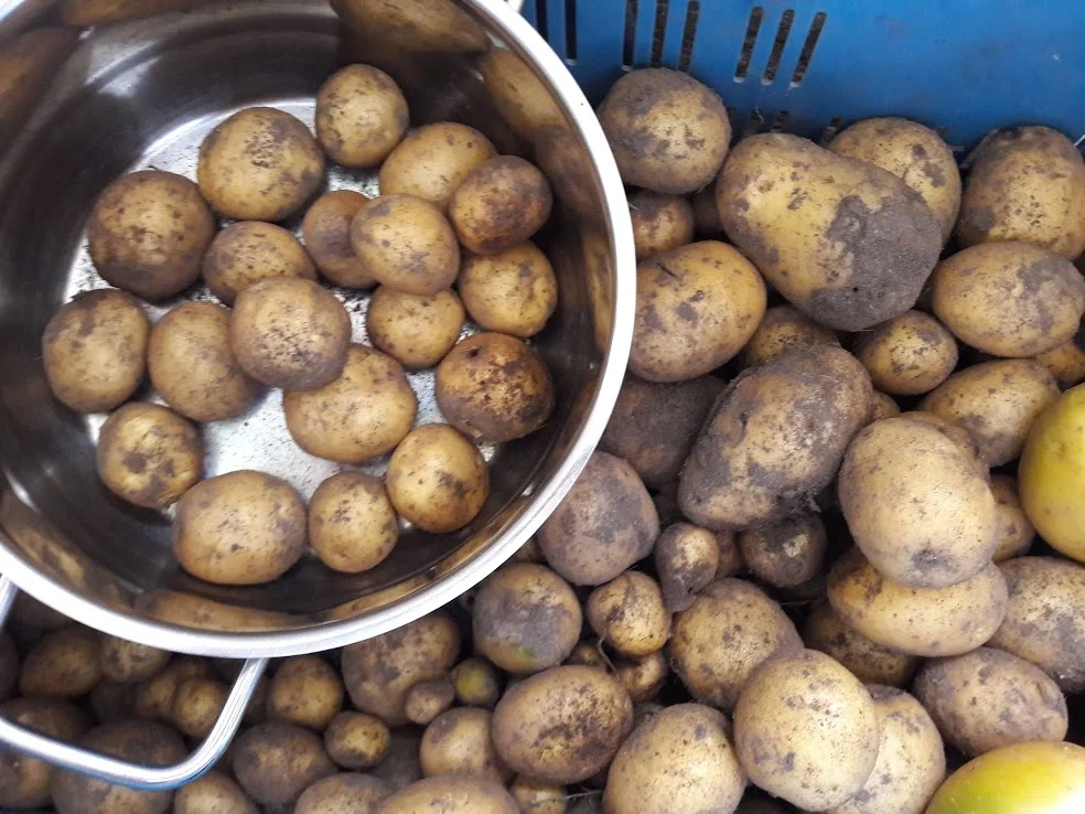 Rezept: Schweinefilet mit Grünen Bohnen und einer hellen Soße Bild Nr. 4 Schweinefilet mit Grünen Bohnen und einer hellen Soße - Rezept - Bild Nr. 4