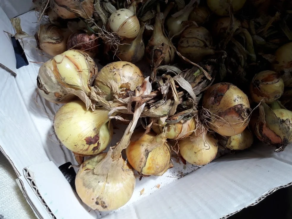 Rezept: Schweinefilet mit Grünen Bohnen und einer hellen Soße Bild Nr. 5 Schweinefilet mit Grünen Bohnen und einer hellen Soße - Rezept - Bild Nr. 5