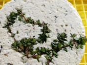 Rezept: Kรคse selbst hergestellt Bild Nr. 2 Kรคse selbst hergestellt - Rezept - Bild Nr. 2