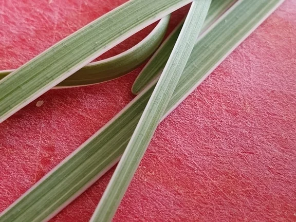 Gemüsepfanne fix gemacht (mit zusätzlicher Variante Restepfanne) - Rezept - Bild Nr. 5