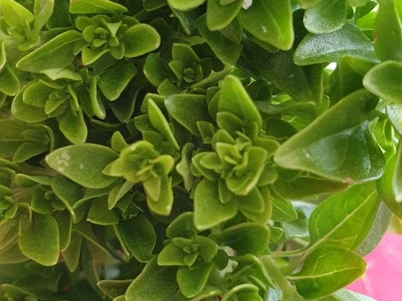 Gemüsepfanne fix gemacht (mit zusätzlicher Variante Restepfanne) - Rezept - Bild Nr. 7