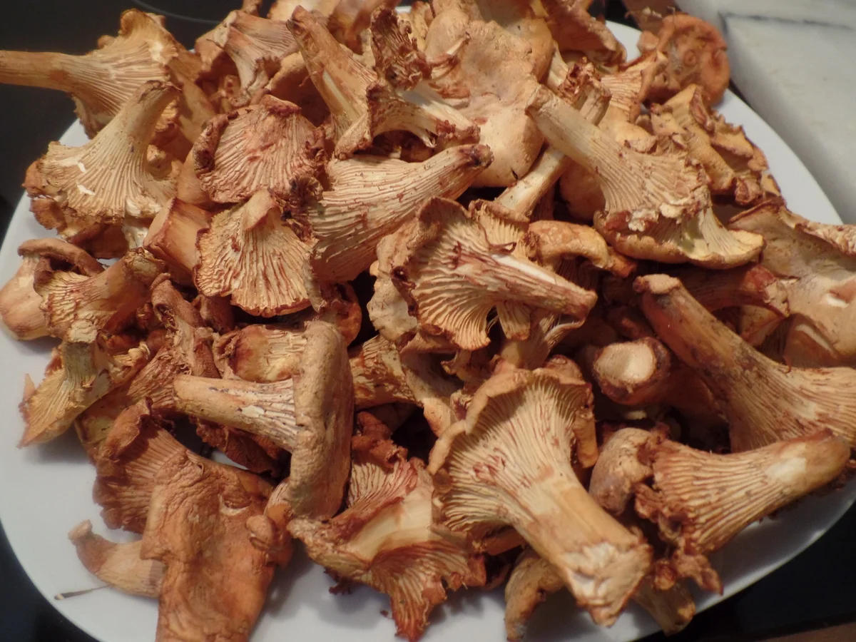 Pilz-Kartoffelpfanne - Rezept - Bild Nr. 11074