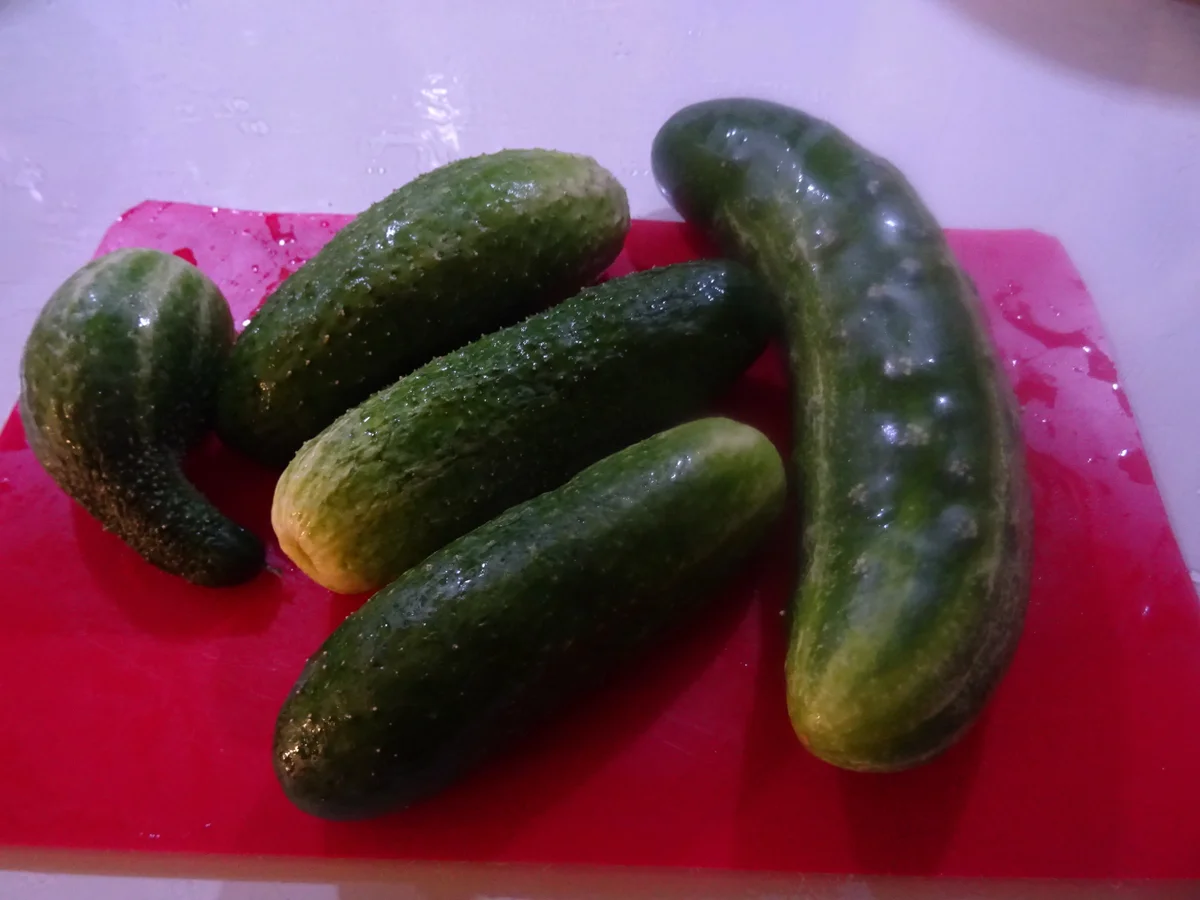 Honig-Senf-Gurken-Sticks, leicht scharf - Rezept - Bild Nr. 5